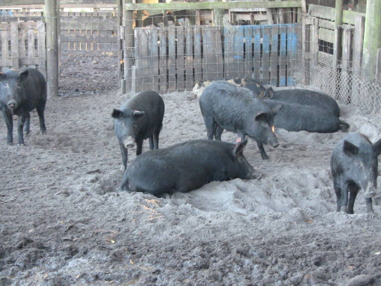 Sell Us Your Wild Boar Shogun Farms