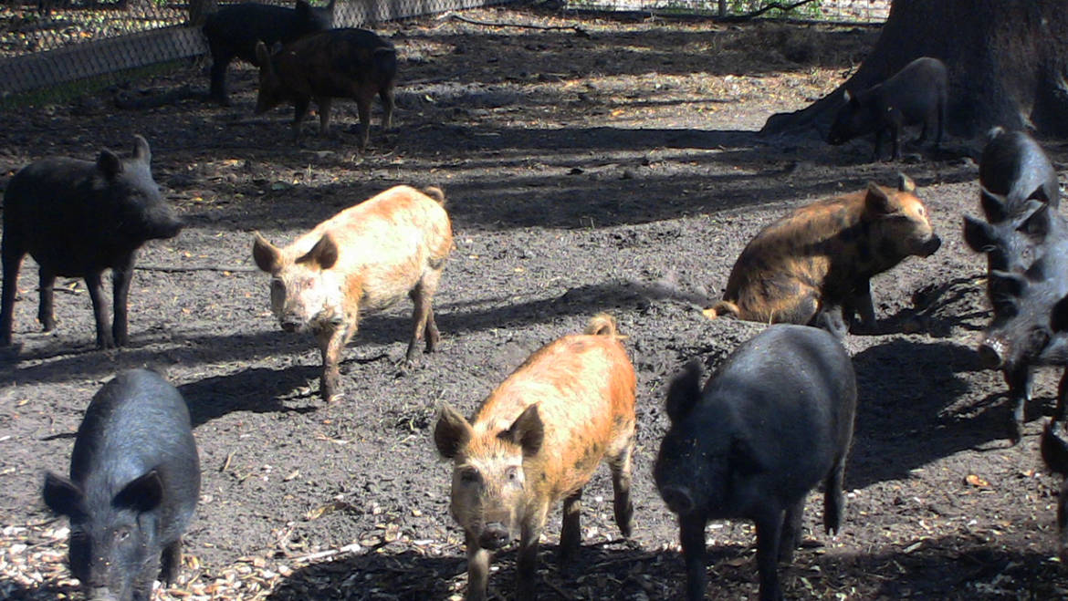 why-you-should-be-eating-more-wild-pigs-right-now-shogun-farms