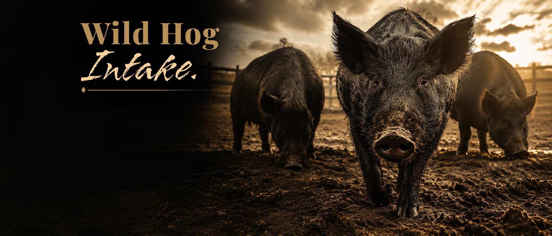 wild-hog-intake